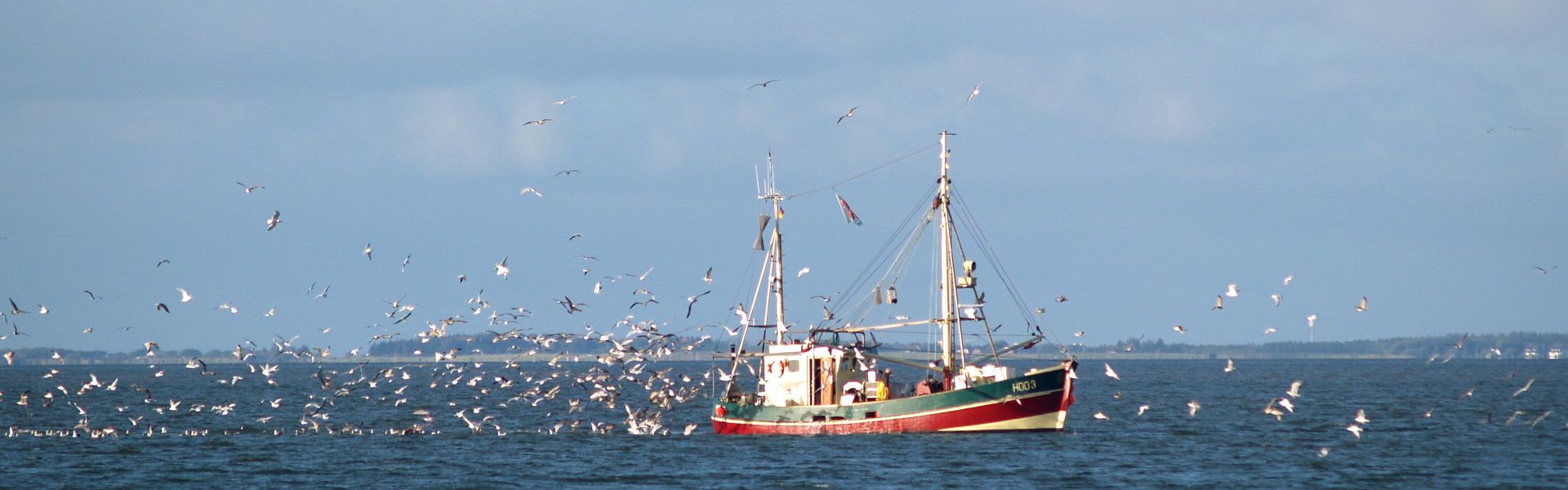 Krabbenfischer vor Hooge, zahlreiche Möwen verfolgen das Schiff