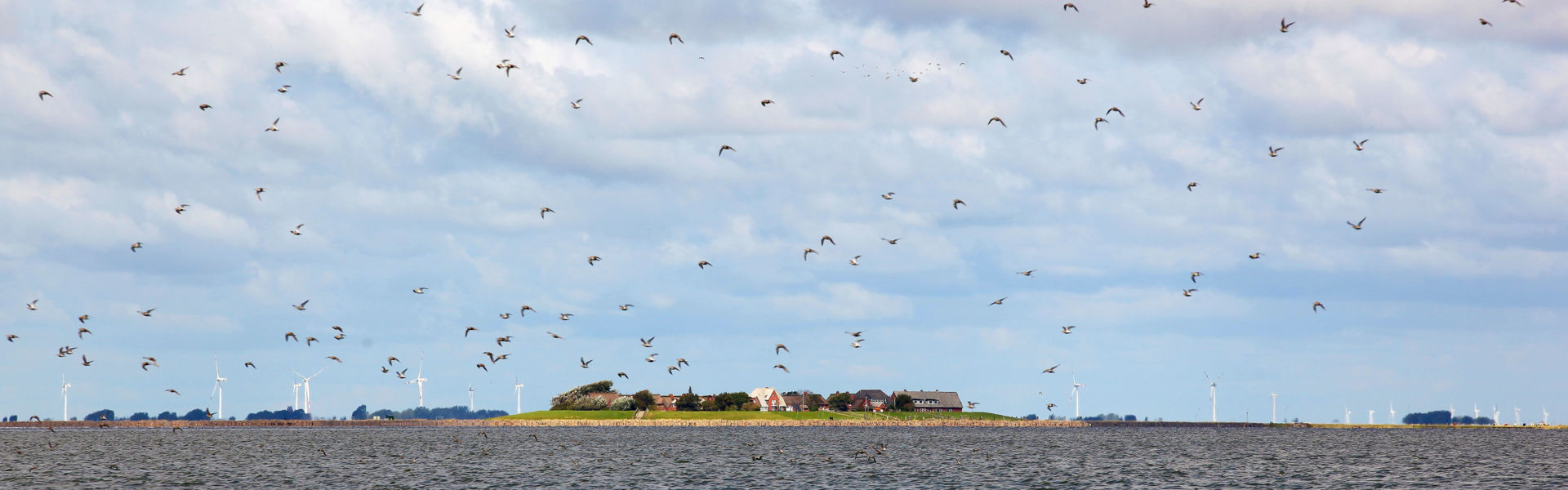 Oland, im Hintergrund die Küstenlinie des Festlandes, zahlreiche fliegende Möwen