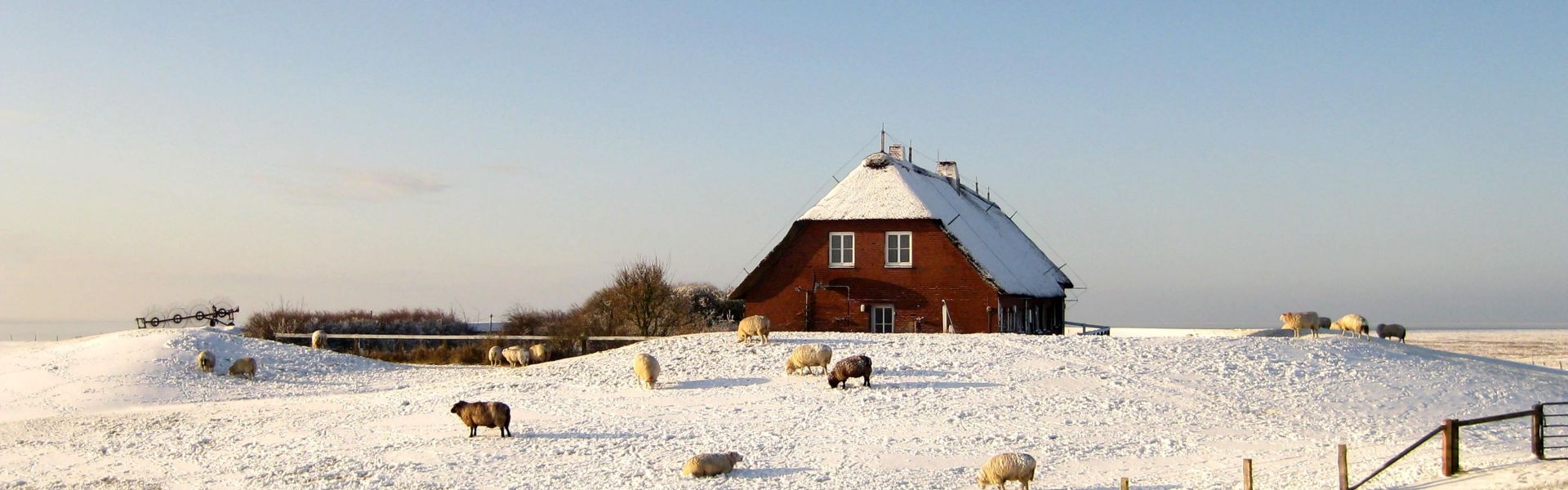 Hallig Gröde im Winter, Hallighaus, Schafe auf schneebeckter Warft
