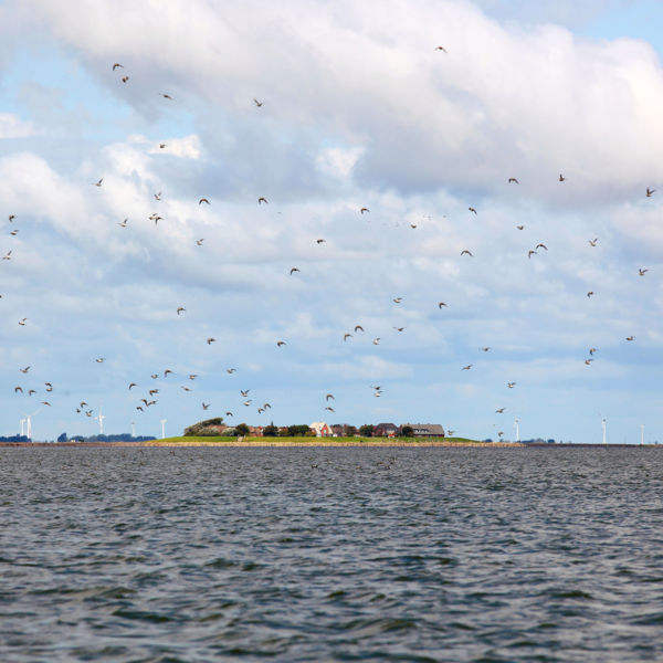 Hallig Oland, im Hintergrund die Küstenlinie mit Windrädern